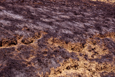 Burnt forest floor undergrowth with grass and ash, forest fireの写真素材
