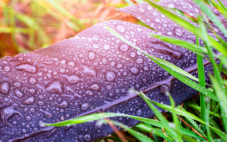 Feather stork in the grass with water droplets, after rain, close up view.の写真素材