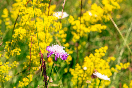Colourful wild flowers blooming on the Calugaru hills, Cindrel mountains, Sibiu county, Romaniaの写真素材