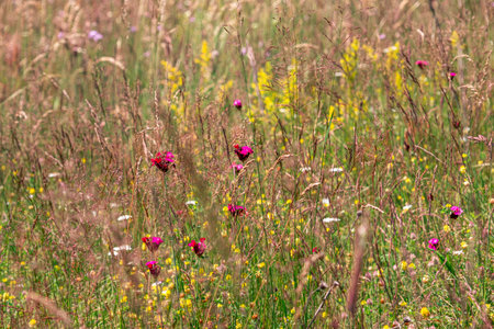 Colourful wild flowers blooming on the Calugaru hills, Cindrel mountains, Sibiu county, Romaniaの写真素材