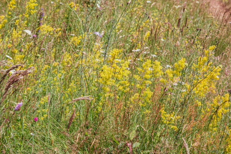 Colourful wild flowers blooming on the Calugaru hills, Cindrel mountains, Sibiu county, Romaniaの写真素材