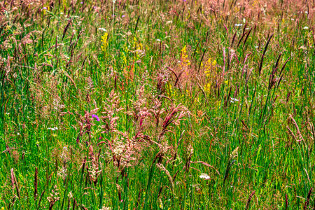 Colourful wild flowers blooming on the Calugaru hills, Cindrel mountains, Sibiu county, Romaniaの写真素材