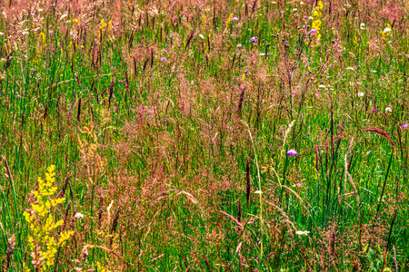Colourful wild flowers blooming on the Calugaru hills, Cindrel mountains, Sibiu county, Romaniaの写真素材
