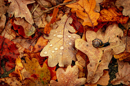 Drops of Water on Dry Leaves with snail in the Forestの写真素材