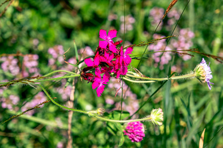 Colourful wild flowers blooming on the Calugaru hills, Cindrel mountains, Sibiu county, Romaniaの写真素材