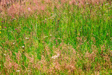 Colourful wild flowers blooming on the Calugaru hills, Cindrel mountains, Sibiu county, Romaniaの写真素材