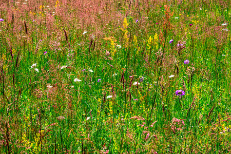 Colourful wild flowers blooming on the Calugaru hills, Cindrel mountains, Sibiu county, Romaniaの写真素材