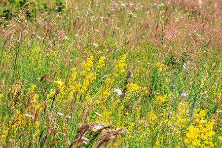 Colourful wild flowers blooming on the Calugaru hills, Cindrel mountains, Sibiu county, Romaniaの写真素材