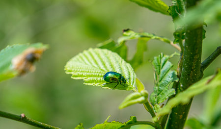 Green Rose Chafer, Cetonia Aurata, feeding on leafの写真素材