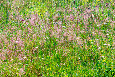 Colourful wild flowers blooming on the Calugaru hills, Cindrel mountains, Sibiu county, Romaniaの写真素材