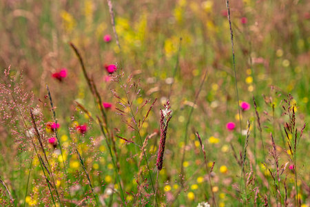 Colourful wild flowers blooming on the Calugaru hills, Cindrel mountains, Sibiu county, Romaniaの写真素材