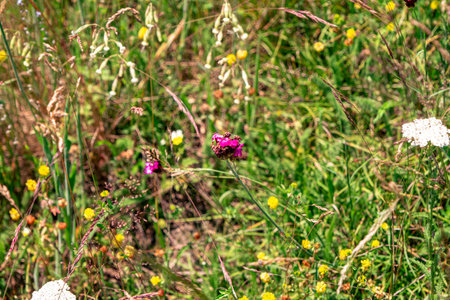 Colourful wild flowers blooming on the Calugaru hills, Cindrel mountains, Sibiu county, Romaniaの写真素材