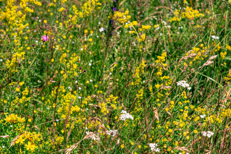 Colourful wild flowers blooming on the Calugaru hills, Cindrel mountains, Sibiu county, Romaniaの写真素材
