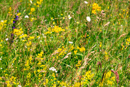 Colourful wild flowers blooming on the Calugaru hills, Cindrel mountains, Sibiu county, Romaniaの写真素材