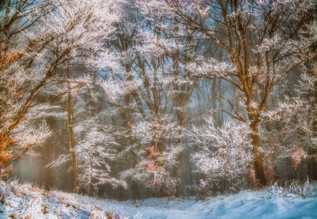Hoarfrost, Cindrel mountains, Calugarul hill, Rasinari village area, Sibiu county, Romaniaの写真素材