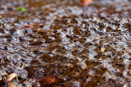 Newly laid frog eggs from European common brown frog, Rana temporaria, in a frog pond in Sibiu, Romaniaの写真素材