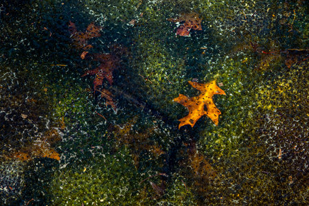 Newly laid frog eggs from European common brown frog, Rana temporaria, in a frog pond in Sibiu, Romaniaの写真素材