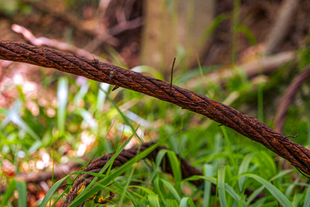 old rusty cable in the forestの写真素材