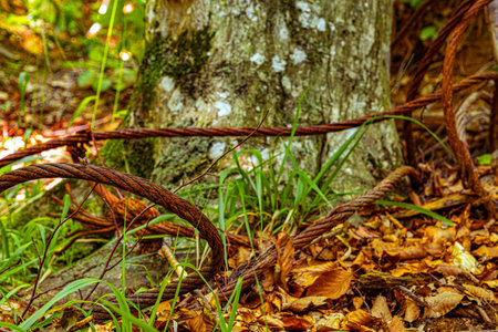 old rusty cable in the forestの写真素材