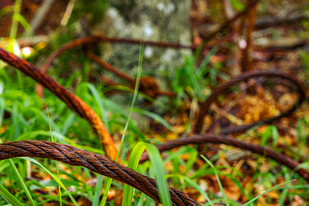old rusty cable in the forestの写真素材