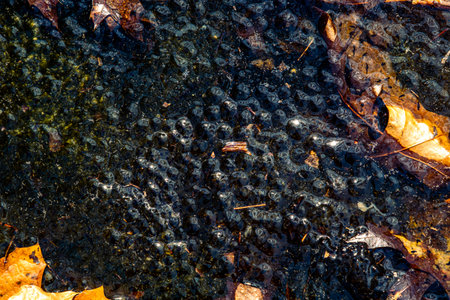 Newly laid frog eggs from European common brown frog, Rana temporaria, in a frog pond in Sibiu,...