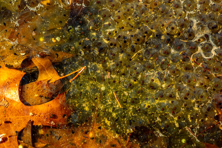 Newly laid frog eggs from European common brown frog, Rana temporaria, in a frog pond in Sibiu,...