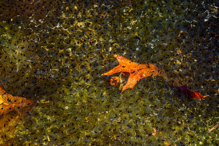 Newly laid frog eggs from European common brown frog, Rana temporaria, in a frog pond in Sibiu, Romaniaの写真素材