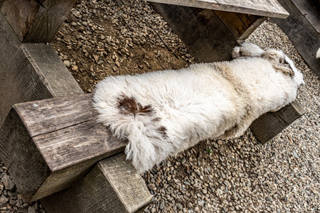 old rustic wooden bench with sheepskinの写真素材