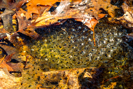 Newly laid frog eggs from European common brown frog, Rana temporaria, in a frog pond in Sibiu,...