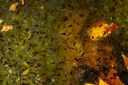 Newly laid frog eggs from European common brown frog, Rana temporaria, in a frog pond in Sibiu, Romaniaの写真素材