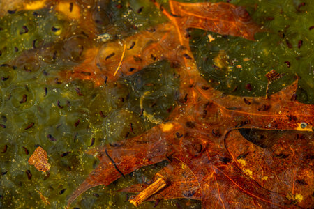 Newly laid frog eggs from European common brown frog, Rana temporaria, in a frog pond in Sibiu,...