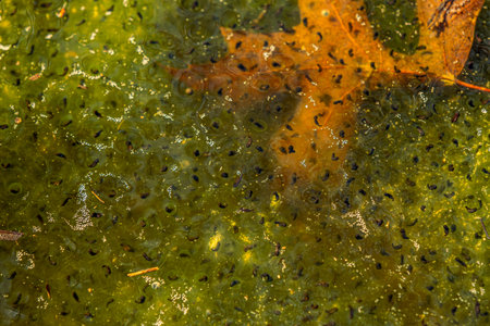Newly laid frog eggs from European common brown frog, Rana temporaria, in a frog pond in Sibiu, Romaniaの写真素材