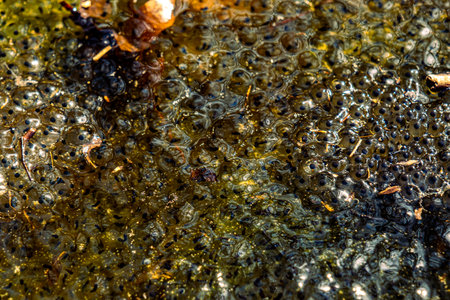 Newly laid frog eggs from European common brown frog, Rana temporaria, in a frog pond in Sibiu, Romaniaの写真素材