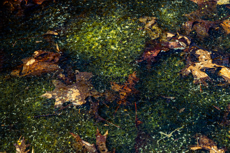 Newly laid frog eggs from European common brown frog, Rana temporaria, in a frog pond in Sibiu, Romaniaの写真素材