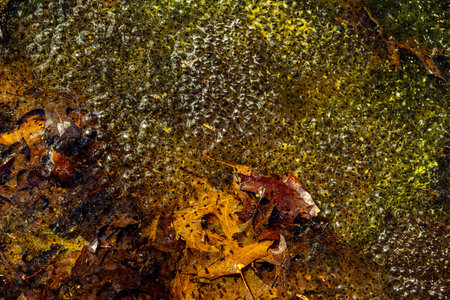 Newly laid frog eggs from European common brown frog, Rana temporaria, in a frog pond in Sibiu, Romaniaの写真素材