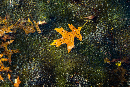 Newly laid frog eggs from European common brown frog, Rana temporaria, in a frog pond in Sibiu, Romaniaの写真素材