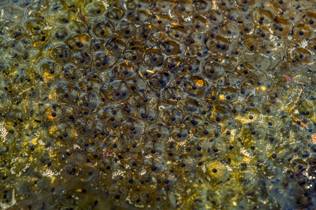 Newly laid frog eggs from European common brown frog, Rana temporaria, in a frog pond in Sibiu, Romaniaの写真素材
