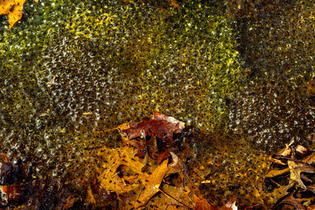 Newly laid frog eggs from European common brown frog, Rana temporaria, in a frog pond in Sibiu, Romaniaの写真素材