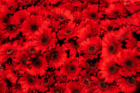 Red Gerbera flowers blossom background