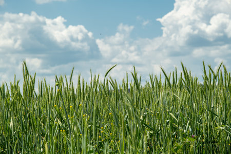 Spikes of green wheat moving in the windの写真素材