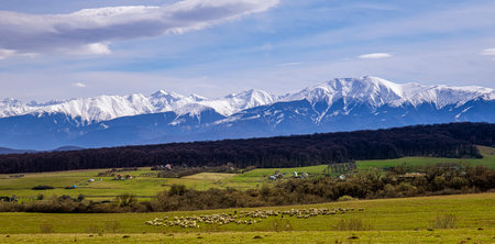 the country scene with grazing sheep and the Romanian Fagaras mountains in the background, Sibiu countyの写真素材
