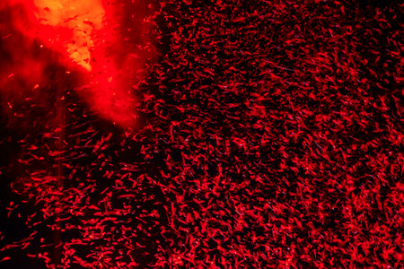 Shiny red confetti falling down on black backgroundの写真素材