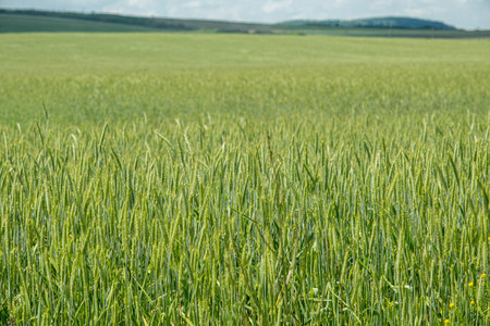 Spikes of green wheat moving in the windの写真素材