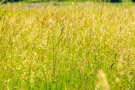 the green grass with wildflowers
