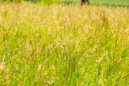 the green grass with wildflowersの写真素材