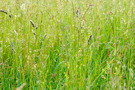 the green grass with wildflowersの写真素材