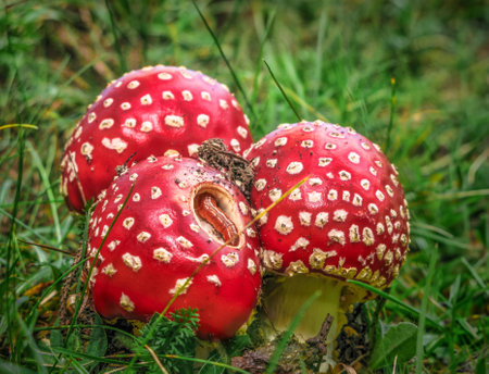 worm eating Red toadstool poisonous mushroom growth in the forestの写真素材