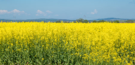 yellow field with oil seed rape in early springの写真素材