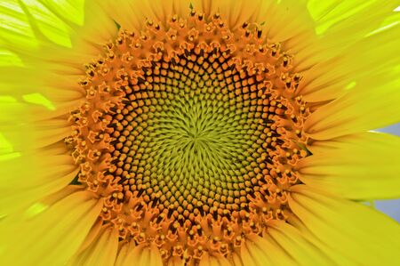 Close up of a sunflowerの写真素材