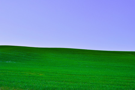 A filed of grass with clear blue skyの写真素材